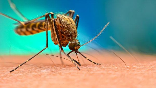 Diseases caused 2024 by mosquitoes