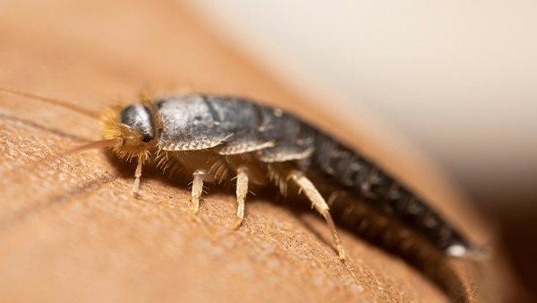 Everything You Need To Know About Silverfish Control In Houston