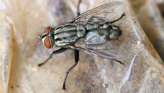 Houston Homeowners' Ultimate Fly Prevention Guide