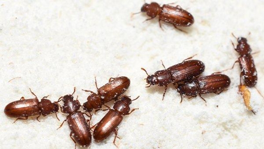 Blog - How To Get Rid Of Confused Flour Beetles In Plano, TX Homes