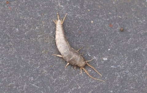 How To Get Rid Of Silverfish In The Bathroom? (How To Keep Them