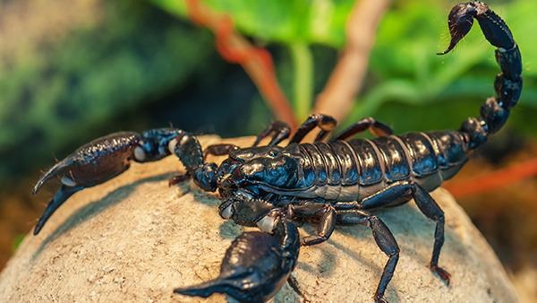 Blog - Why Do I Have Scorpions on My Fort Worth Property?