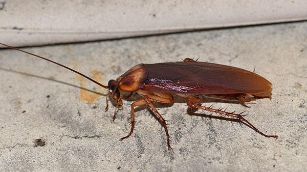 American Cockroach Control Made Simple For Plano Homeowners