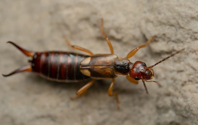 Identifying Earwigs In Houston