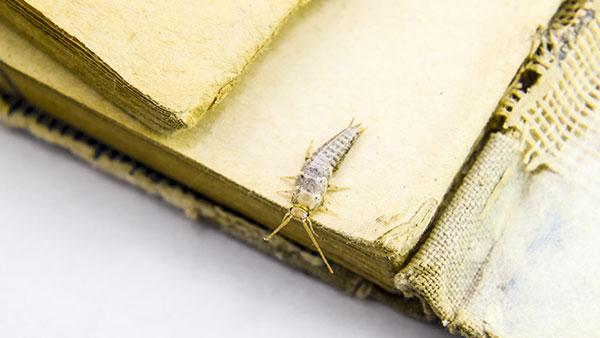 Everything You Need To Know About Silverfish Control In Houston