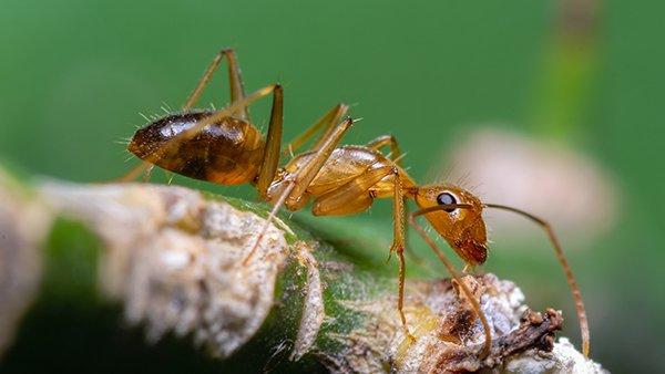 How to Get Rid of Crazy Ants: Facts on Infestation & Control