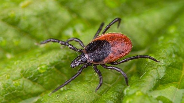 Blog - Fort Worth's Handy Field Guide To Tick Bites