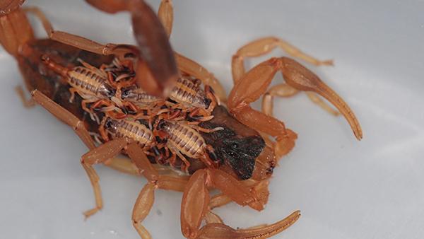 Blog - What To Do About A Scorpion Infestation Around Your Katy Home